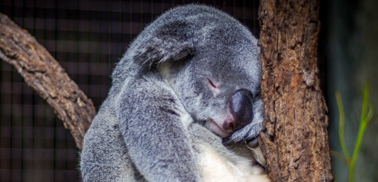 koala-ok.jpg