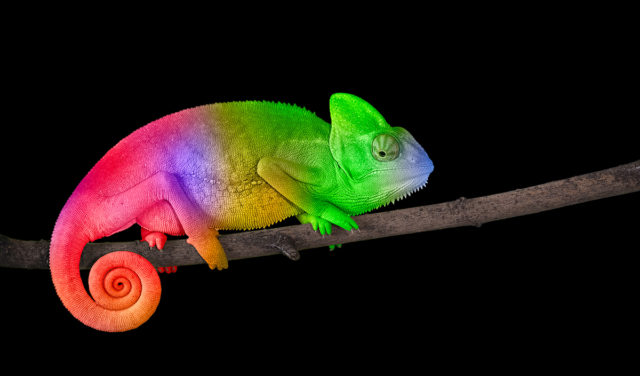 Chameleon on a branch with a spiral tail. Bright colorful rainbow color